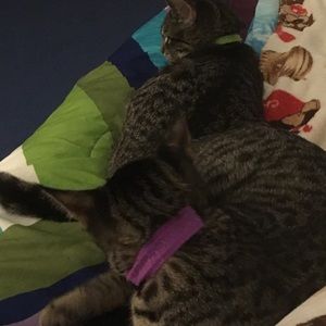 Meet your Posher, Rachel